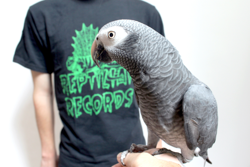 Un loro gris (no Waldo) con una camiseta de Reptilian Records. Foto: Novelty House